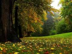пейзажи -, осень, лесные