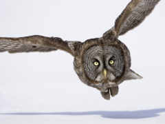 женщина-сова летит в воздухе с широко расставленными крыльями