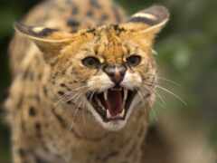 есть гепард, который рычит и смотрит в камеру