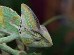 chameleon, fact, интересно