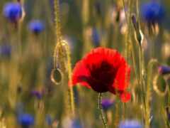 есть красный мак в поле синих цветов