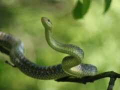 snake, зелёный, air