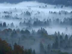 pantalla, niebla, bosque