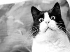 черно-белая кошка сидит на диване