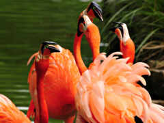 фламинго, стоящие в группе возле водоема