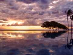 есть большой бассейн с деревом посреди него