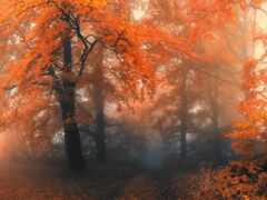 осень, лес, туманная