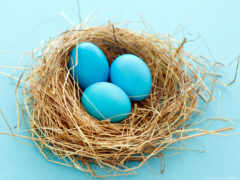 яйца, голубые