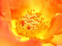 закрытие желтого цветка с красным центром