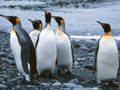 пингвины, милых, обитателей