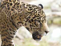 jaguar, ресопард, xkr