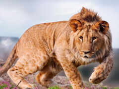 араф гуляет по холму с горой на заднем плане