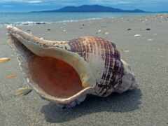 женский панцирь на пляже с рыбой в нем