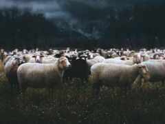 овцы, мерино, прерия