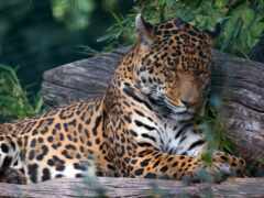 jaguar, durmiendo