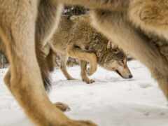 в снегу гуляют два больших волка