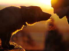 есть человек и собака, которые стоят вместе