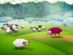 овцы, овцы, ролики