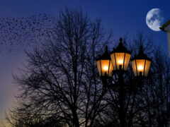 фонарик, ночь, луна