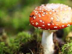 зрелые грибы, грибы