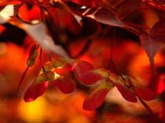 закрытие дерева с красными листьями и желтыми цветами