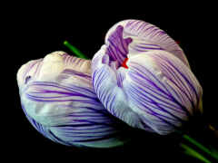 цветы, фиолетовый, крокус