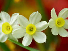 daffodils, русский, narcise