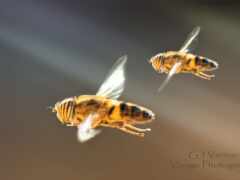 в воздухе летают две пчелы вместе