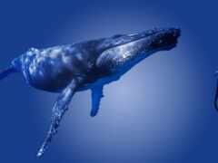 humpback, кит, водолаз