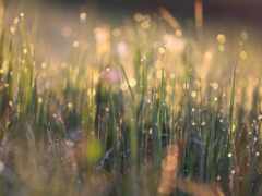 в утренние часы на них посыпаются капли росы