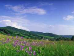 фото, цветы, гора