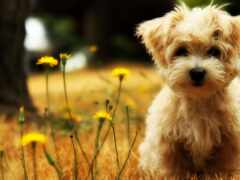 в траве сидит маленькая собака с желтыми цветами