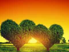 деревья в форме сердца в поле на закате