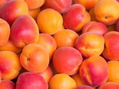 закрыть груду персиков несколькими желтыми