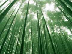 лес, бамбук, сагано 144180 разрешение 1920x1080