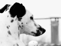черно-белая фотография далматинской собаки