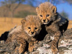 cheetah, filhotes