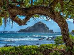 гавайи, дерево, море