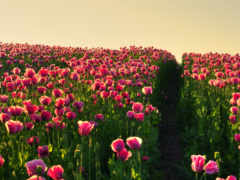 тюльпаны, маки, розовые