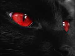кот, красный, глаз