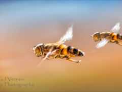 в воздухе летают две пчелы с распростертыми крыльями