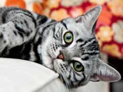 есть кошка, которая лежит на диване