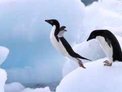 пингвайн, Антарктика