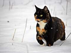 кот, зима, снег