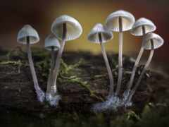 mushroom, fungus, wood