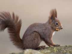 красный, sciurus
