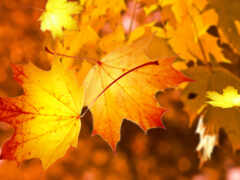 листья кленового дерева становятся желтыми и красными осенью