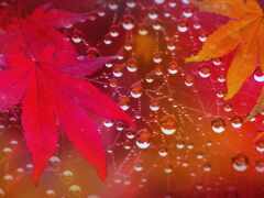 осень, leaf, ди