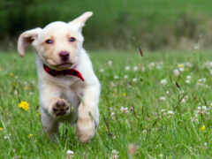 есть собака, бегущая по полю травы с цветами