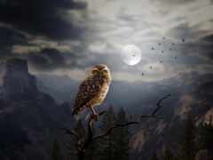 птица, ночь, луна